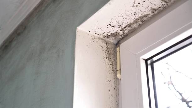 Best Commercial Mold Inspection  in Spry, PA