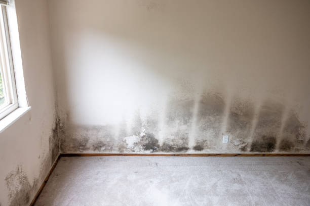 Best Mold Odor Removal Services  in Spry, PA
